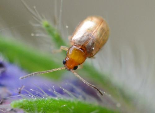 Réf. 282 413 : Longitarsus sp.